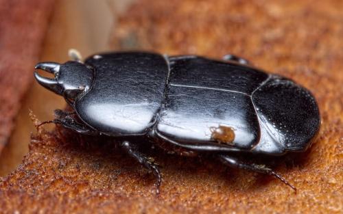 Réf. 235 515 : Hololepta plana