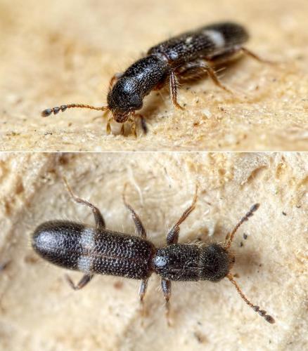 Tarsostenus univittatus