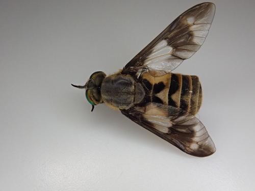 Réf. 235 186 : Chrysops relictus