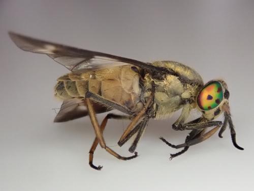 Réf. 235 185 : Chrysops relictus