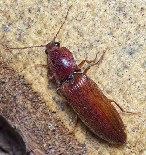 Dendrometrini