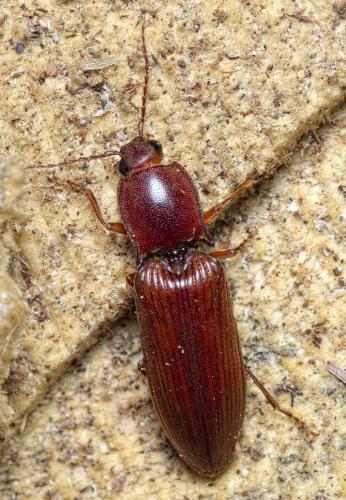 Dendrometrini