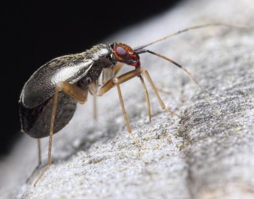 Orthonotus rufifrons