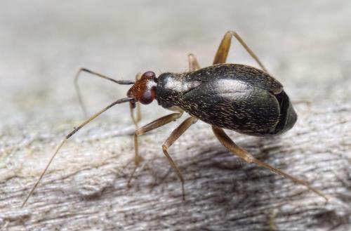 Orthonotus rufifrons