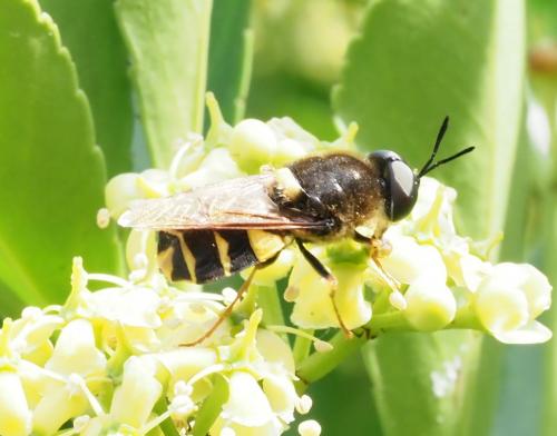 Stratiomys potamida
