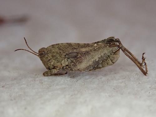 Réf. 235 184 : Tetrix tenuicornis