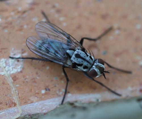 Réf. 235 274 : Eustalomyia hilaris