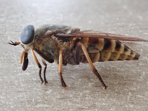 Réf. 235 264 : Tabanus sudeticus