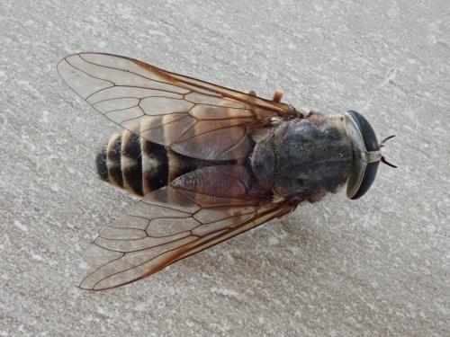 Réf. 235 265 : Tabanus sudeticus