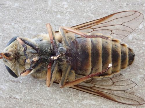 Réf. 235 267 : Tabanus sudeticus