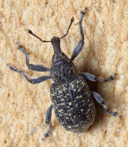Réf. 235 739 : Hylobius excavatus