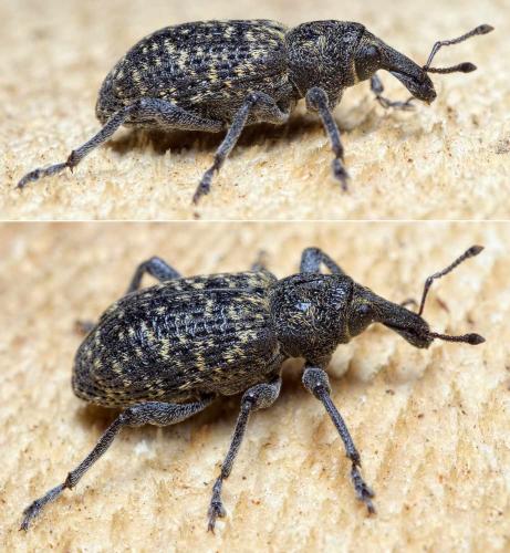 Réf. 235 740 : Hylobius excavatus