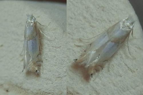 Phyllonorycter roboris