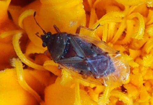 Réf. 235 988 : Kleidocerys sp.