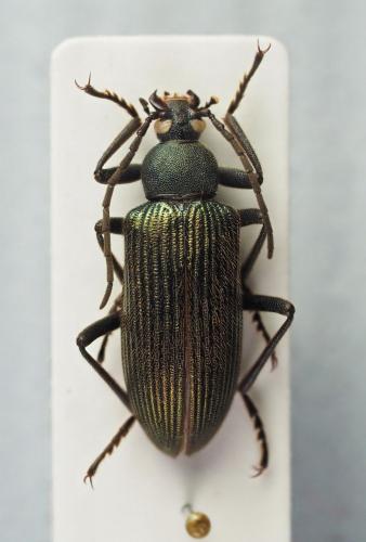 Réf. 235 517 : Dysgena sp.