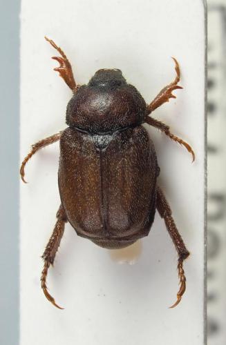 Hoplia hungarica