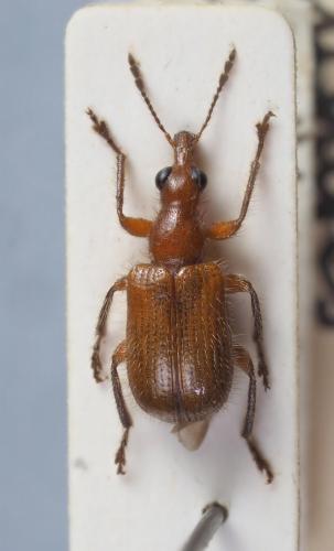 Lasiorhynchites praeustus