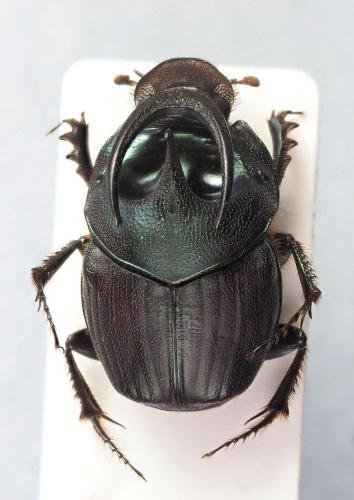 Onthophagus nuba