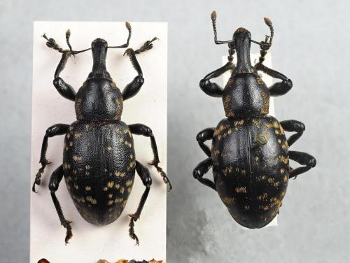 Réf. 235 826 : Liparus glabrirostris