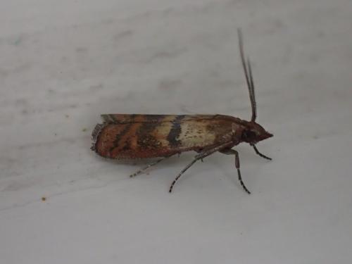 Plodia interpunctella