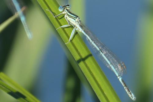 Platycnemis pennipes
