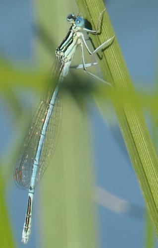 Platycnemis pennipes