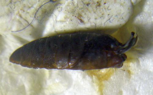Liponeura cinerascens