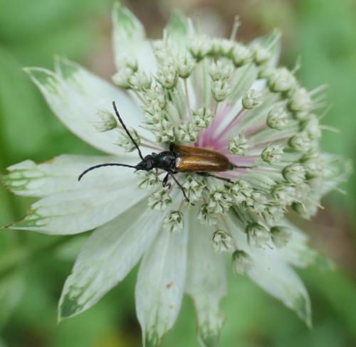 Pseudovadonia livida