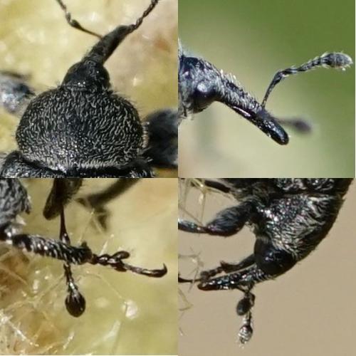 Rhinusa sp.