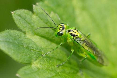 Réf. 235 002 : Rhogogaster chlorosoma