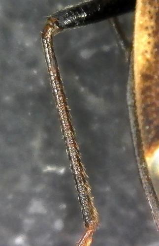 Réf. 235 105 : Eremocoris fraternus fraternus