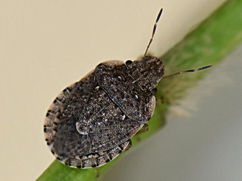 Réf. 235 060 : Sciocoris sideritidis