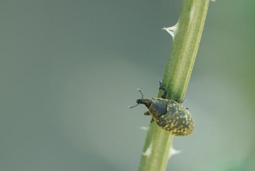 Réf. 235 602 : Larinus turbinatus