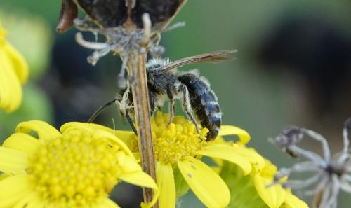 Andrena flavipes