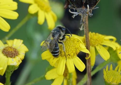 Andrena flavipes