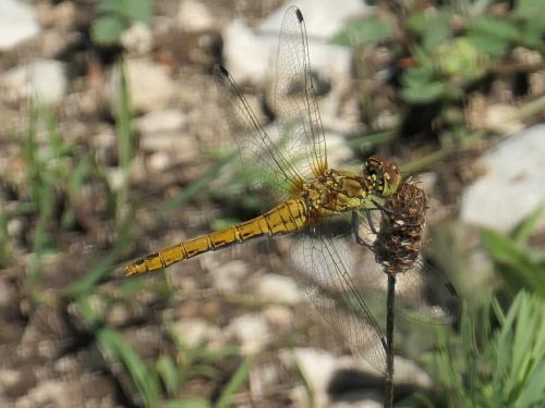 Réf. 235 020 : Sympetrum sanguineum