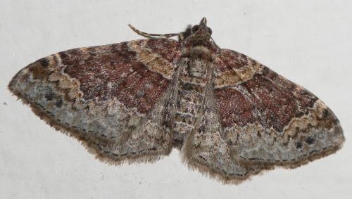 Réf. 235 773 : Xanthorhoe sp.