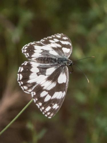 Réf. 235 225 : Melanargia galathea
