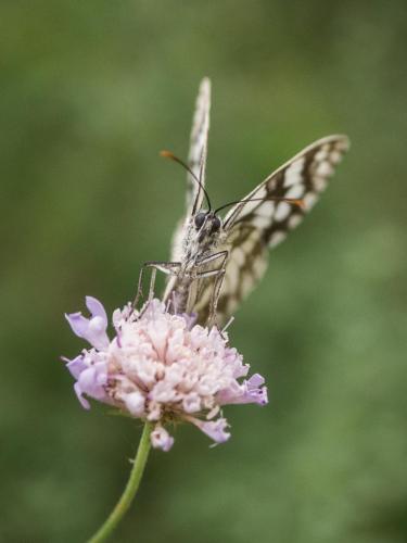 Réf. 235 226 : Melanargia galathea