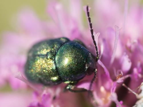 Cryptocephalus sp.