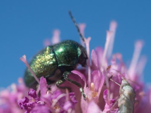 Cryptocephalus sp.