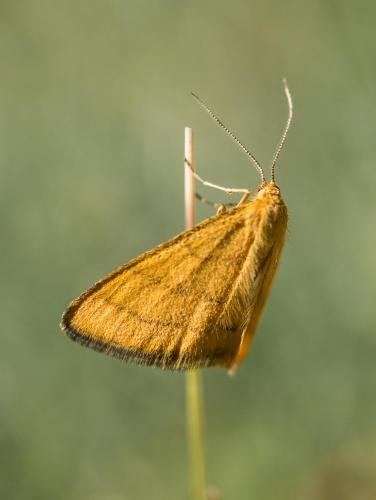 Réf. 235 458 : Idaea aureolaria