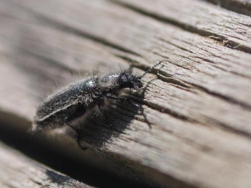 Réf. 235 462 : Enicopus sp.
