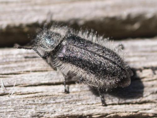 Réf. 235 465 : Enicopus sp.