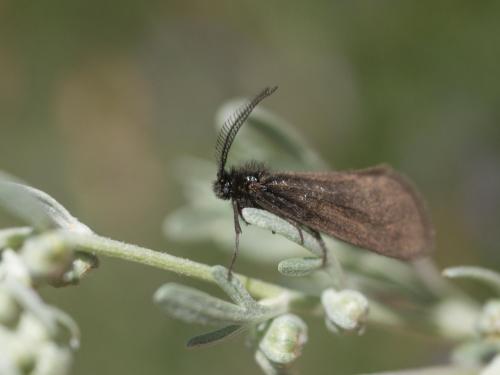 Réf. 235 461 : Heterogynis penella