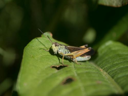 Réf. 235 457 : Stauroderus scalaris scalaris