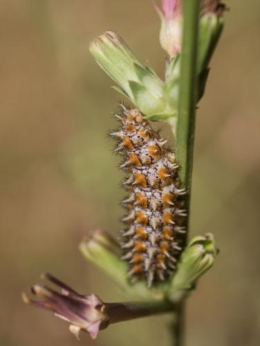 Melitaea didyma