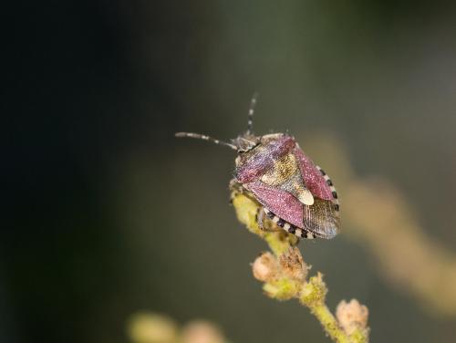 Réf. 235 873 : Dolycoris baccarum