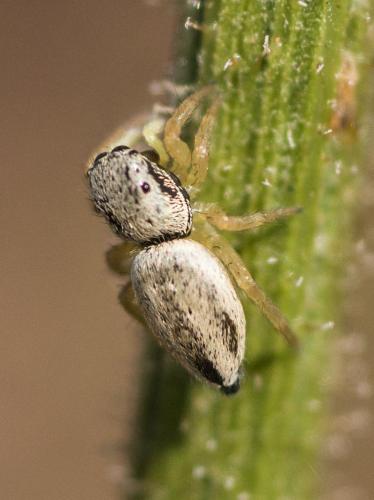 Réf. 235 929 : Heliophanus melinus