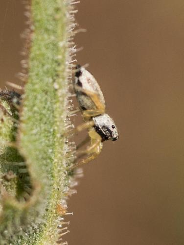 Réf. 235 930 : Heliophanus melinus